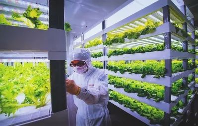 從實(shí)驗(yàn)室到餐桌 透視中日荷植物工廠(chǎng)的演進(jìn)與未來(lái)