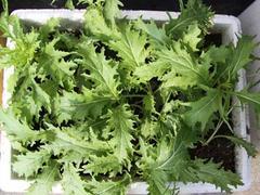 聚義公塑料泡沫 臨夏蔬菜泡沫箱廠(chǎng)家的品質(zhì)之選